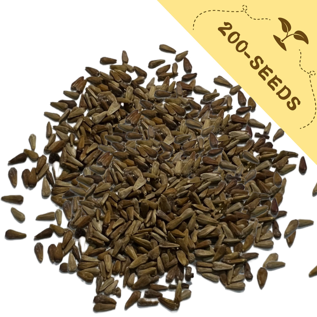 Pile of China Aster Seeds Cut Flower  with a yellow label indicating '200-seeds' on a white background