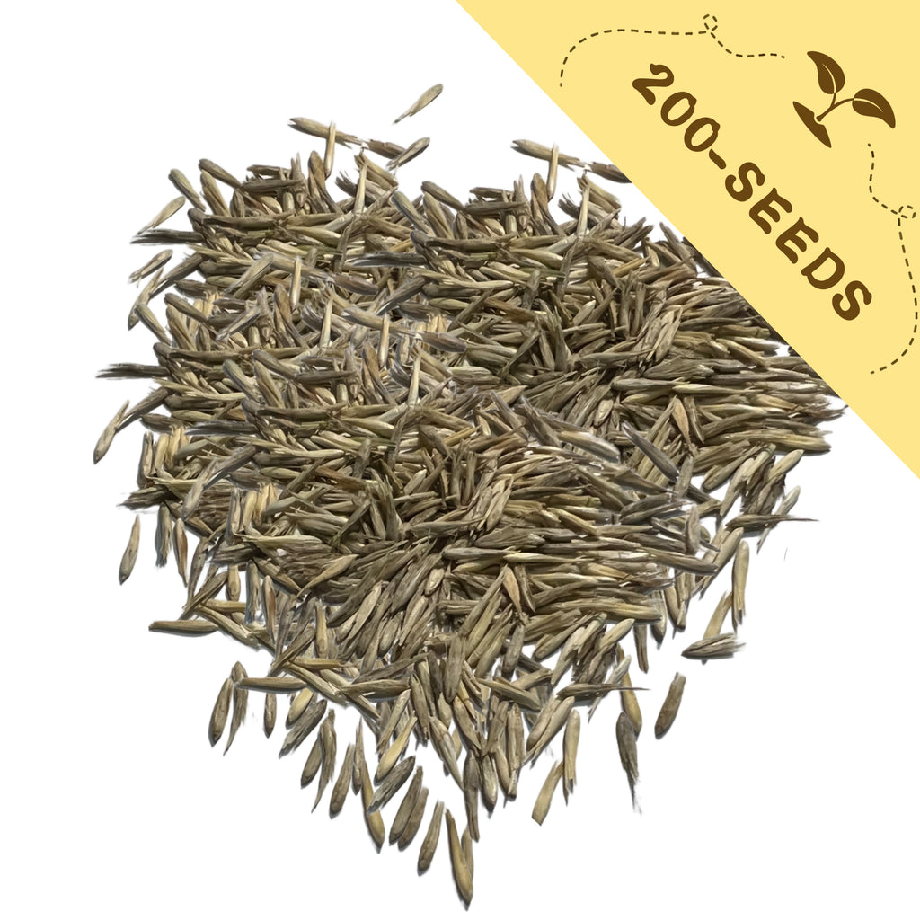Pile of  Greater Quaking Grass Ornamental Grass Seeds with a yellow label indicating '200-seeds' on a white background