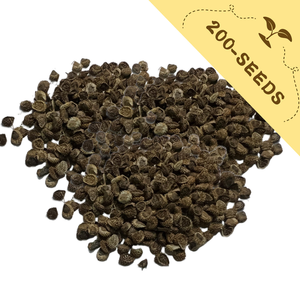 Pile of Chinese Forget-Me-Not Cynoglossum Seeds with a yellow label indicating '200-seeds' on a white background