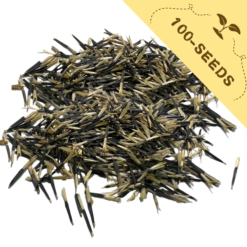 Heap of Tangerine Gem Marigold Seed black and gold with a yellow label indicating '100-seeds'.