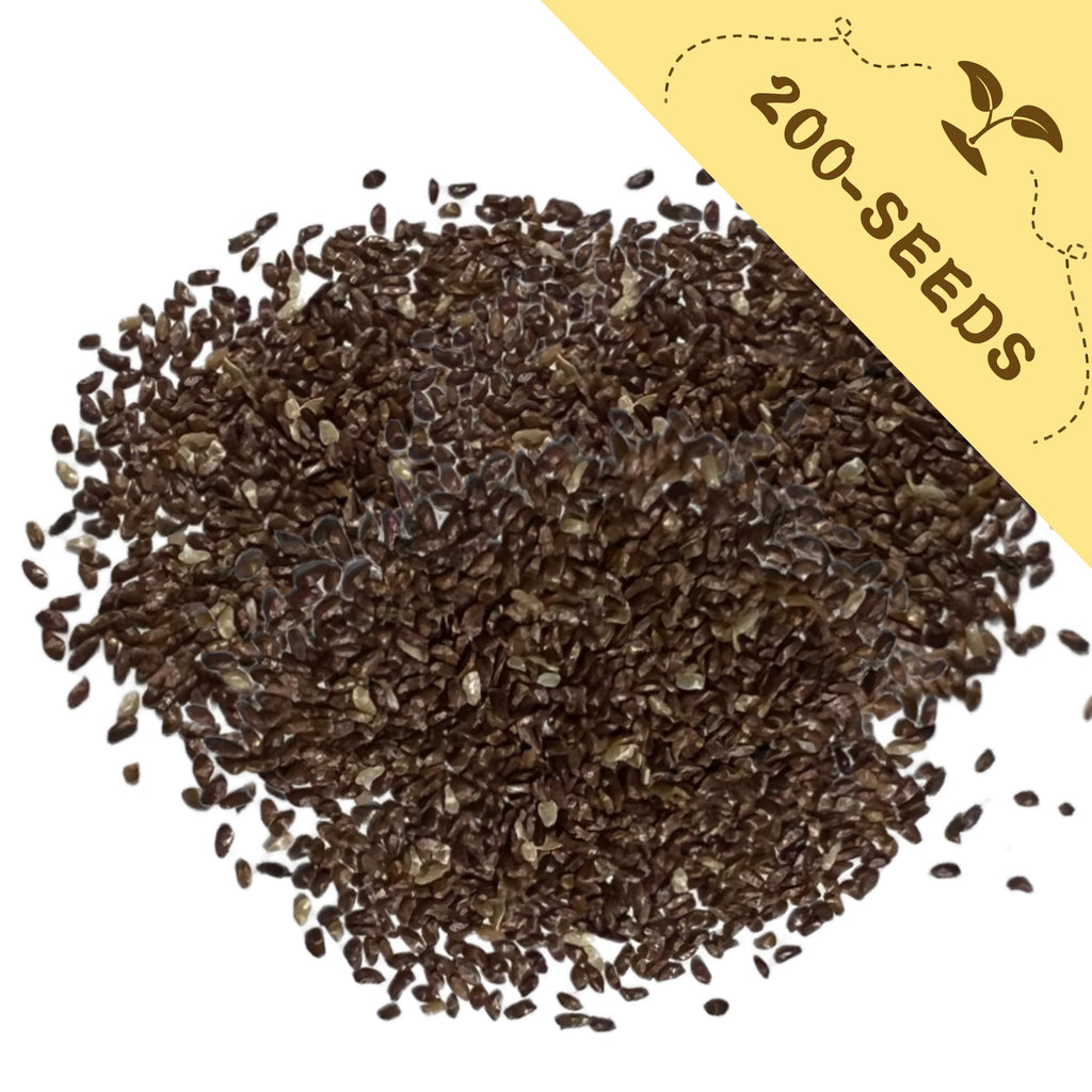Pile of Bellflower Campanula Seeds with a yellow label indicating '200-seeds' on a white background