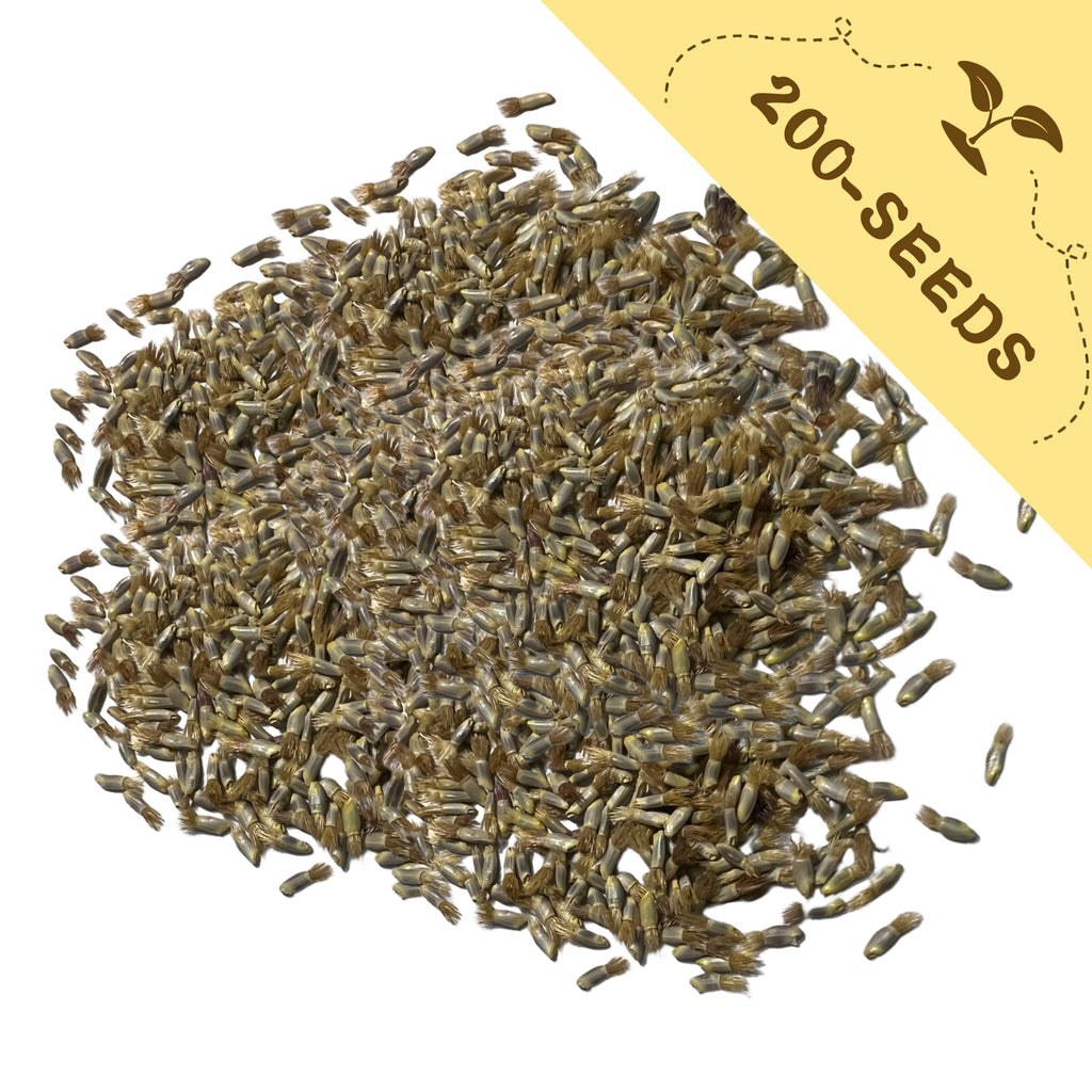 Pile of Bachelor's Button Knapweed Cornflower Centaurea Seeds with a label indicating '200-seeds' on a white background