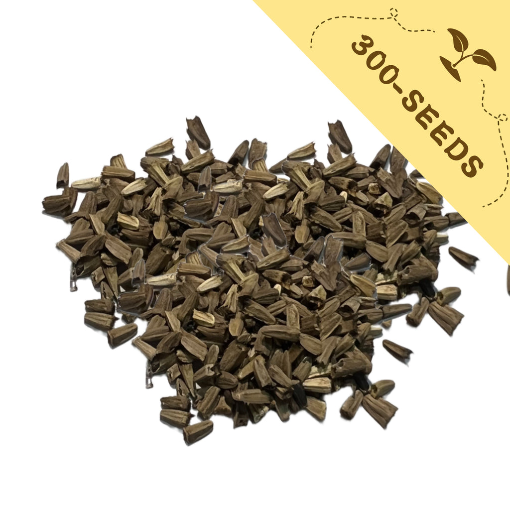 Heap of Coneflower Echinacea Seeds with a yellow label indicating '300-seeds' on a white background