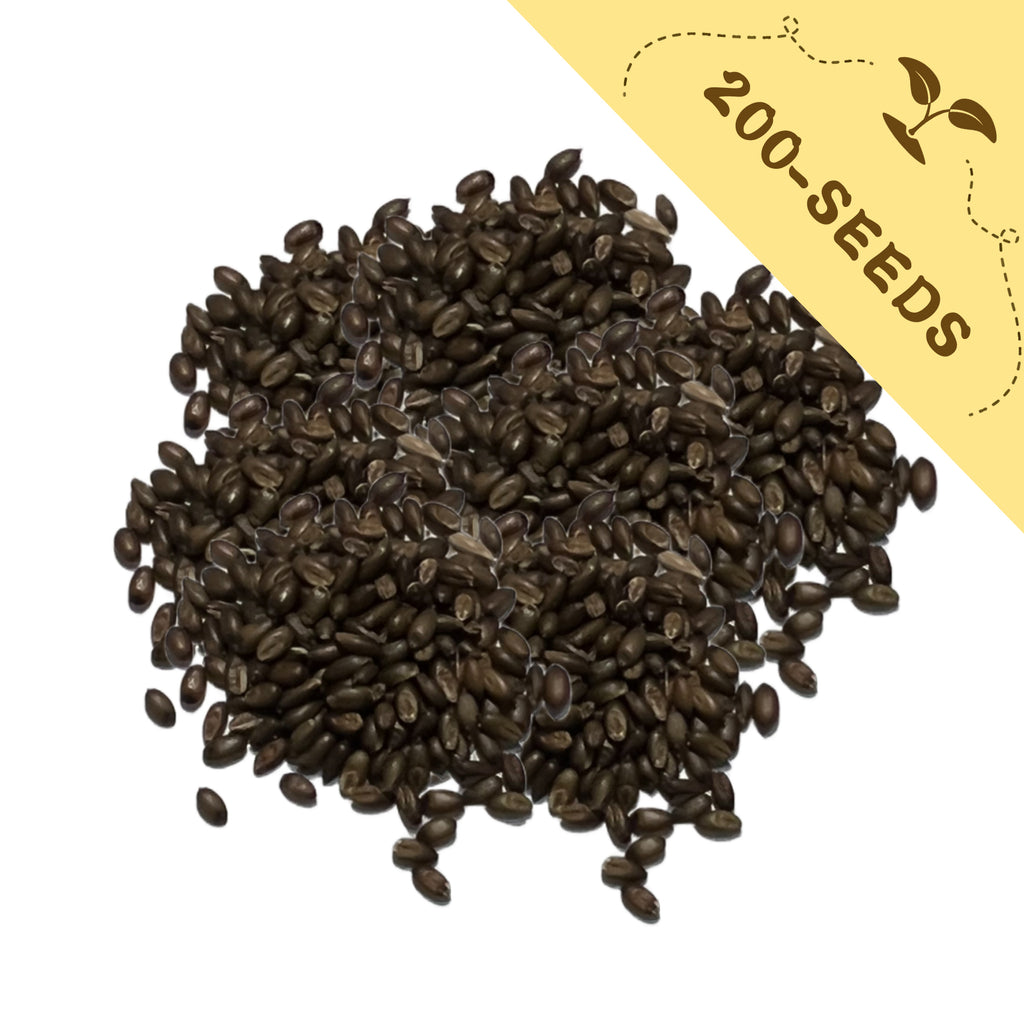 Pile of Highlander Ornamental Grass Seeds with a yellow label indicating '200-seeds' on a white background