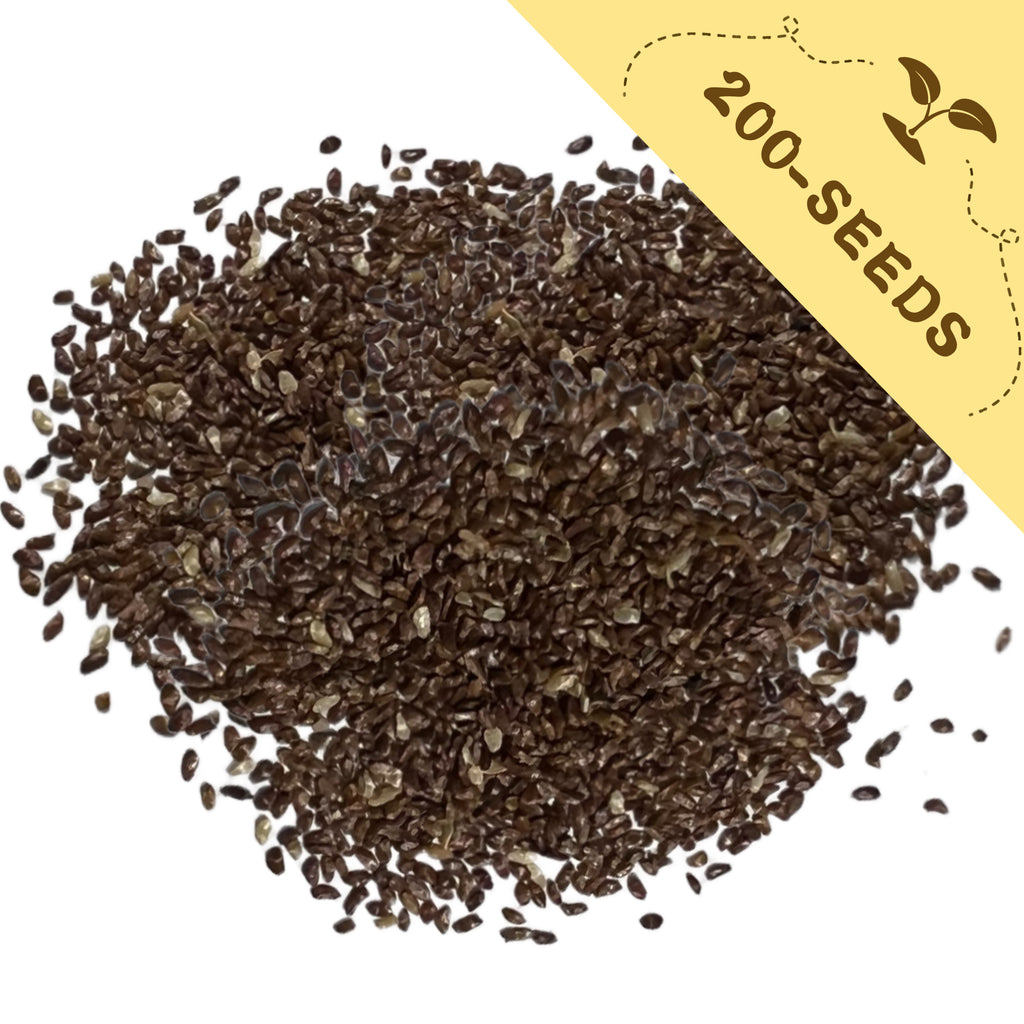 Pile of Bellflower Campanula Seeds with a yellow label indicating '200-seeds' on a white background