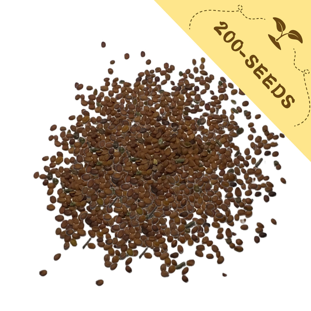 Pile of Sweet Alyssum Groundcover White Alyssum Seeds with a yellow label indicating '200-seeds' on a white background