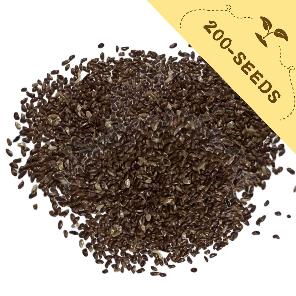 Pile of Bellflower Campanula Seeds with a yellow label indicating '200-seeds' on a white background
