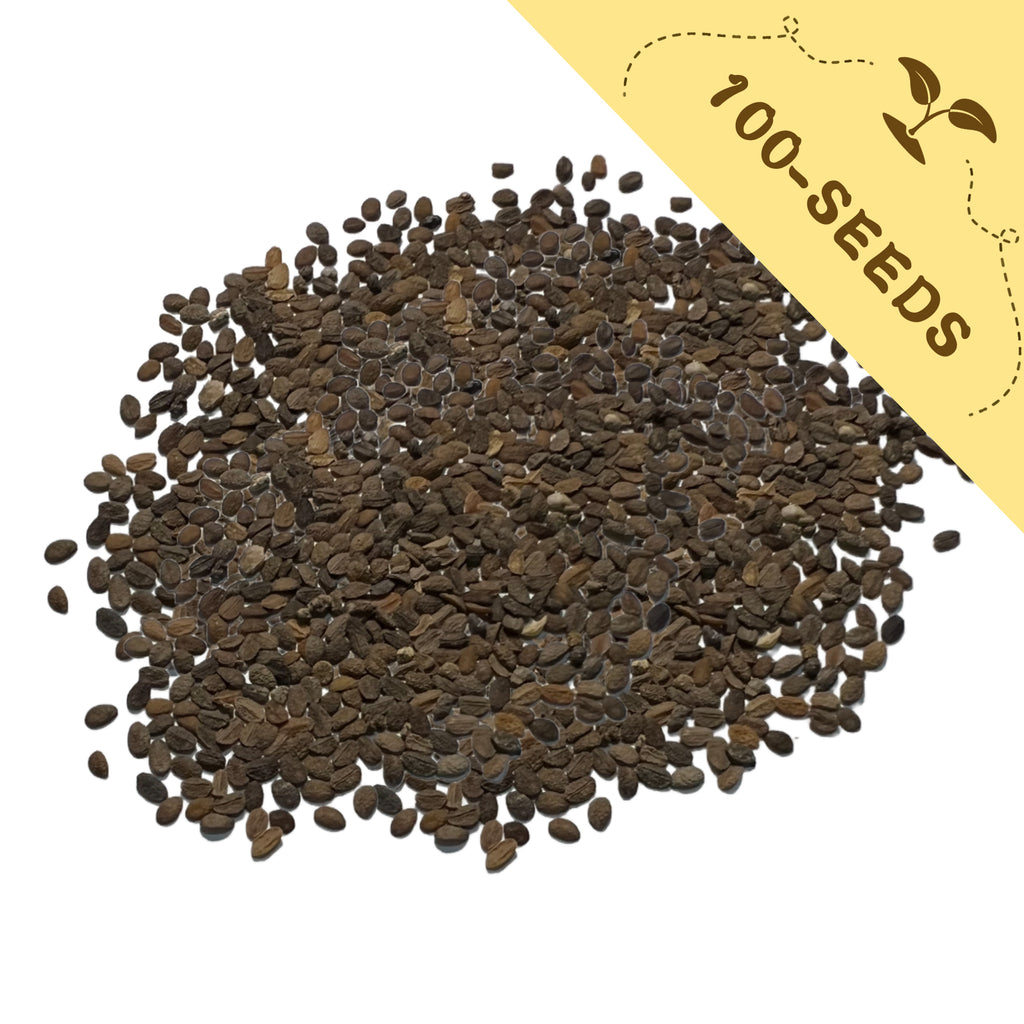 Pile of Annual Drummondii Phlox Seeds with a yellow label indicating '100-seeds' on a white background