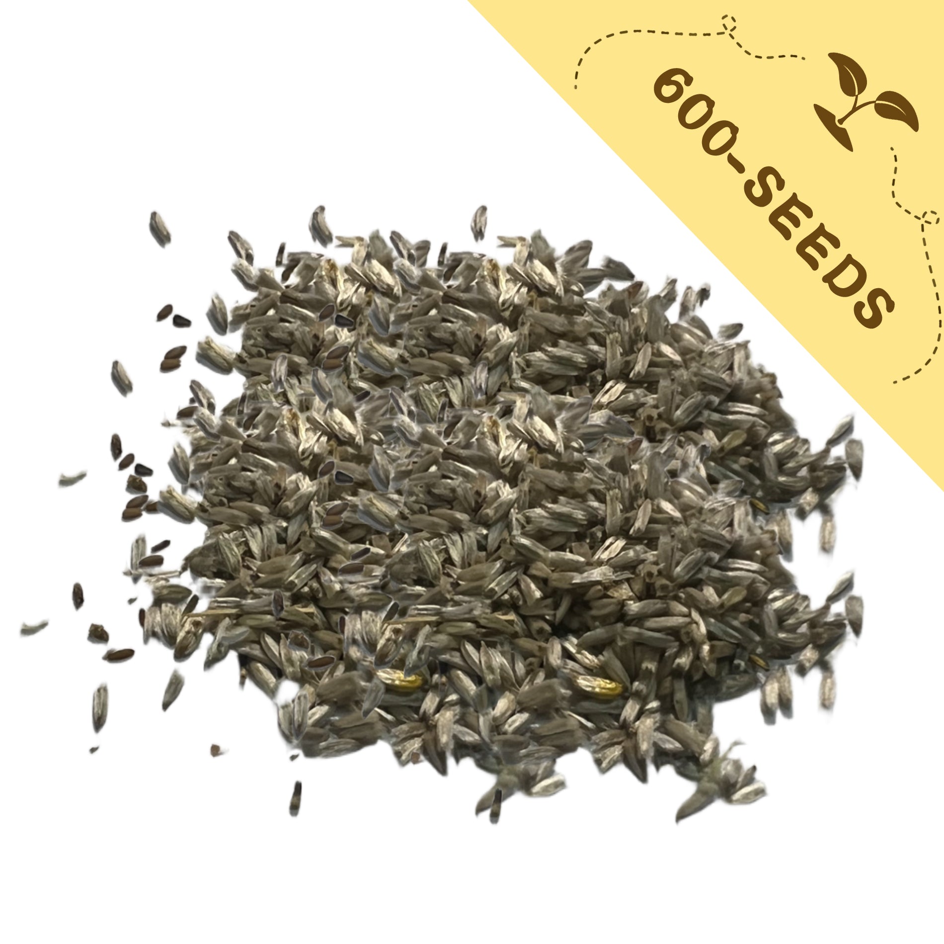 Pile of Billy Buttons Drumstick Craspedia Seeds with a yellow label indicating 600-seeds on a white background