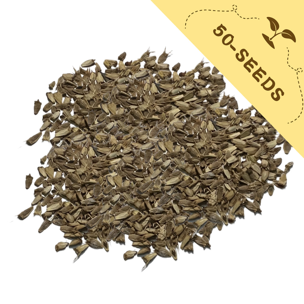 Pile of Sea Holly Thistle Eryngium Seeds with a yellow label indicating '50-seeds' on a white background