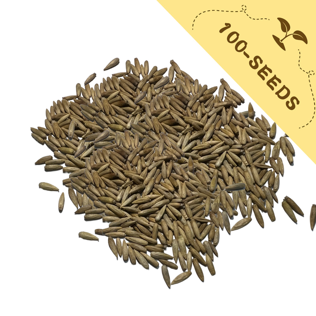 Pile of Globe Thistle Steel Blue Echinops Seeds with a yellow label indicating '100-seeds' on a white background