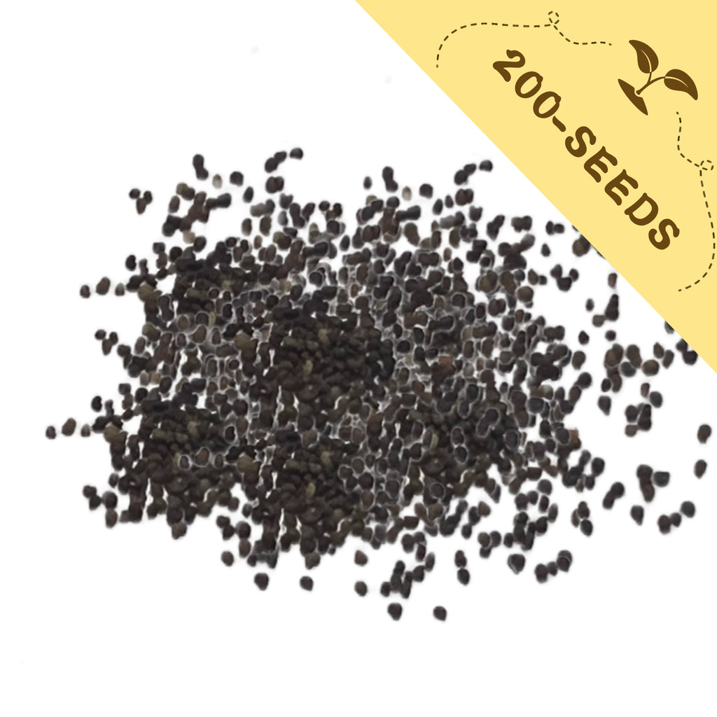 Autumn Saffron Crocus Seeds with a yellow label indicating '200-seeds' on a white background