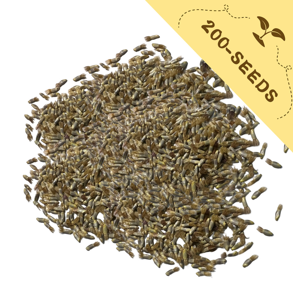 Pile of Bachelor's Button Knapweed Cornflower Centaurea Seeds with a yellow label indicating '200-seeds' on a white background