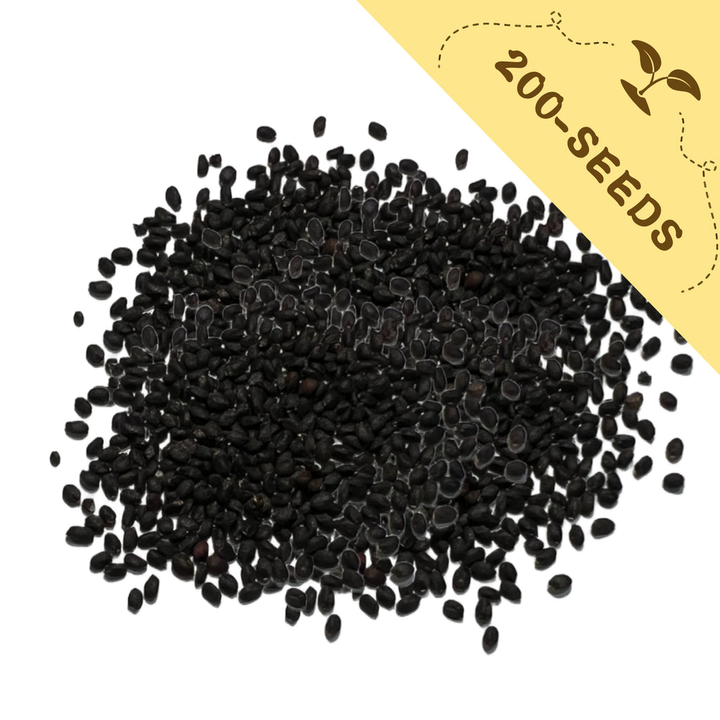 Green Ornamental Basil Seeds 200Pcs with a yellow label indicating '200-seeds' on a white background