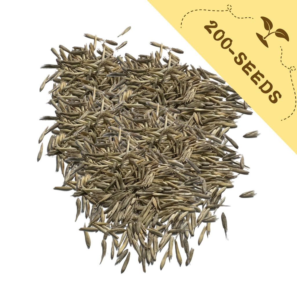 Pile of Feathertop Ornamental Grass Seeds with a yellow label indicating '200-seeds' on a white background