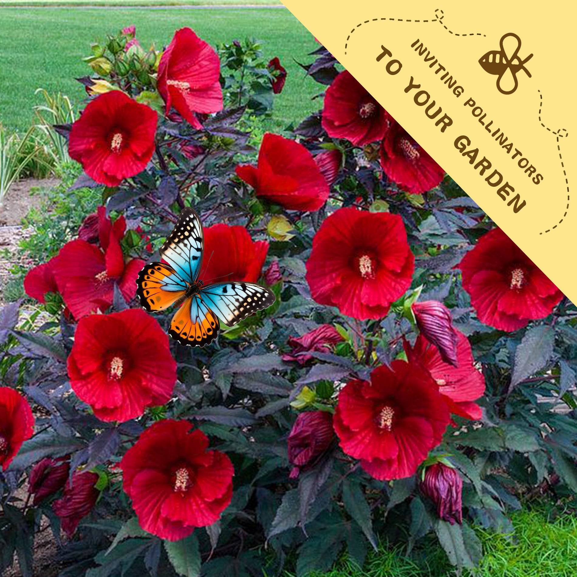 Red flowers with a butterfly in a garden setting, featuring text inviting pollinators to the garden.Mahogany Splendor Hibiscus Seeds