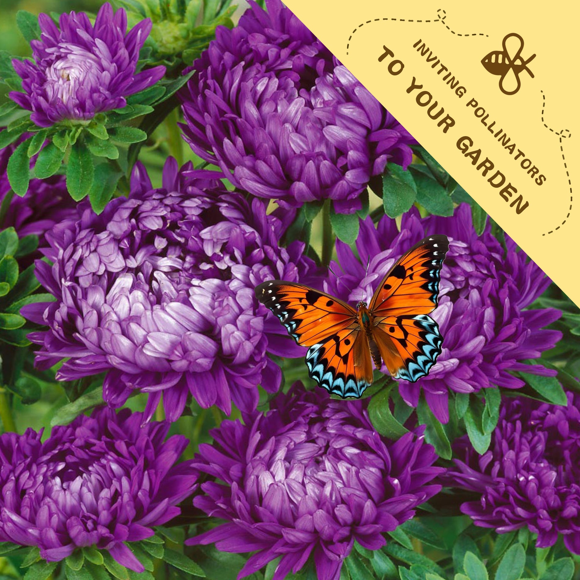 Cut Flower China Aster Seeds  Purple flowers with a butterfly and a yellow banner inviting pollinators to the garden.