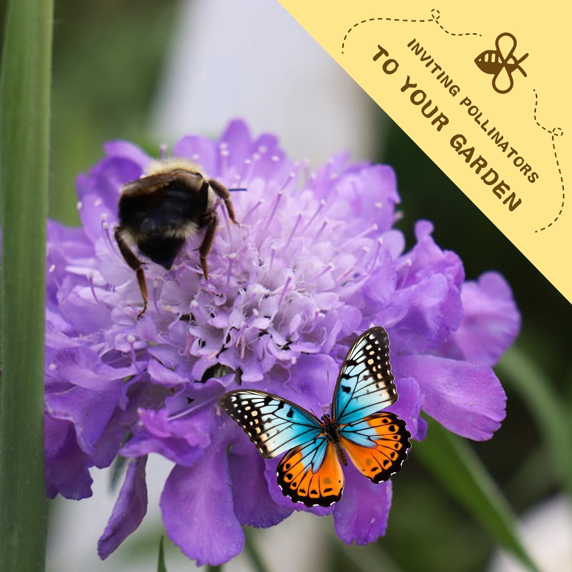 Pincushion Flower Scabiosa Seeds Purple flower with a bee and butterfly, and a yellow banner inviting pollinators to your garden.