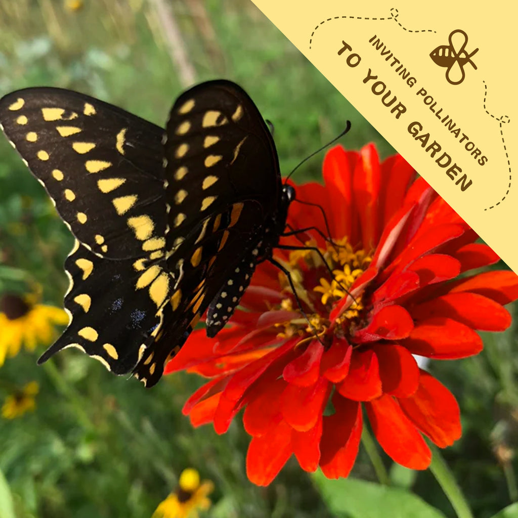 Butterfly on a Elegant Cut & Come Again Zinnia Seeds red flower with a label inviting pollinators to the garden.
