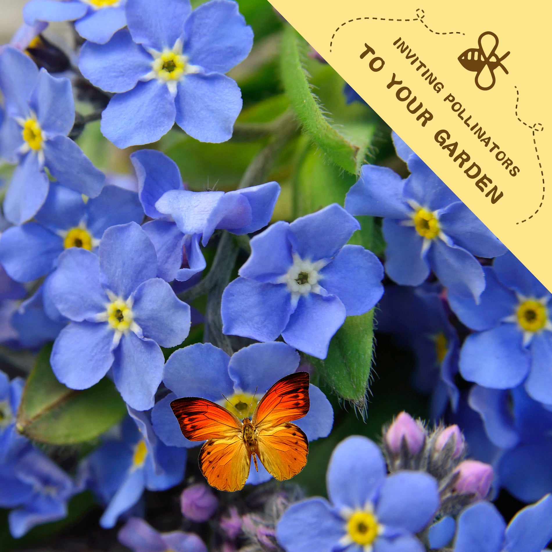 Blue flowers with a butterfly and a label inviting pollinators to the garden.Chinese Forget-Me-Not Cynoglossum Seeds