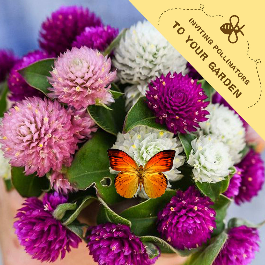 Bouquet of purple and white flowers with a butterfly on a yellow card inviting pollinators to a garden.Globe Amaranth Gomphrena Seeds
