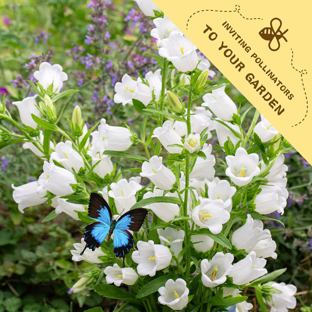 Bellflower Campanula Seeds White flowers with a blue butterfly and a yellow banner inviting pollinators to the garden.
