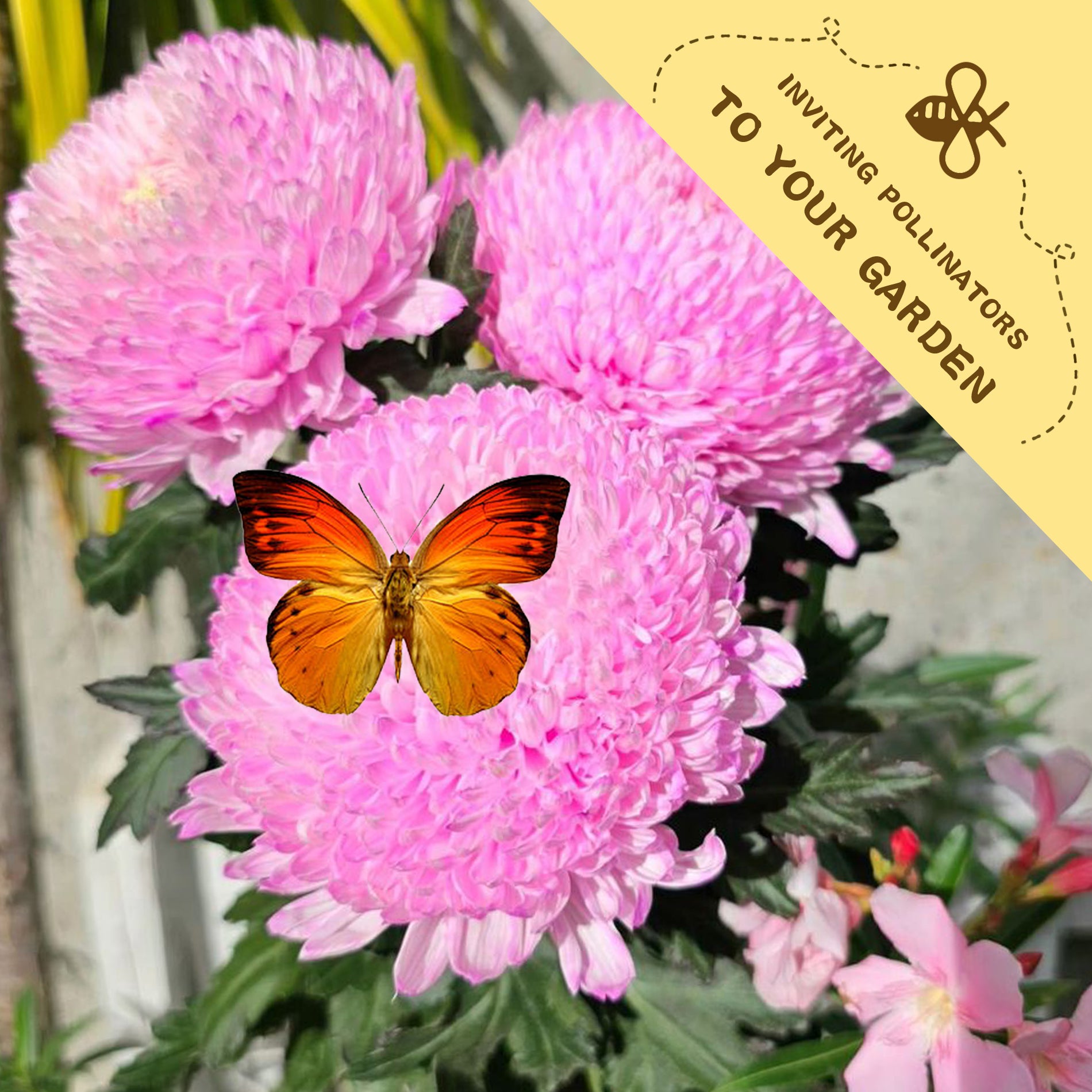  China Aster Seeds Pink flowers with a butterfly on one of them, accompanied by a yellow label inviting pollinators to the garden.