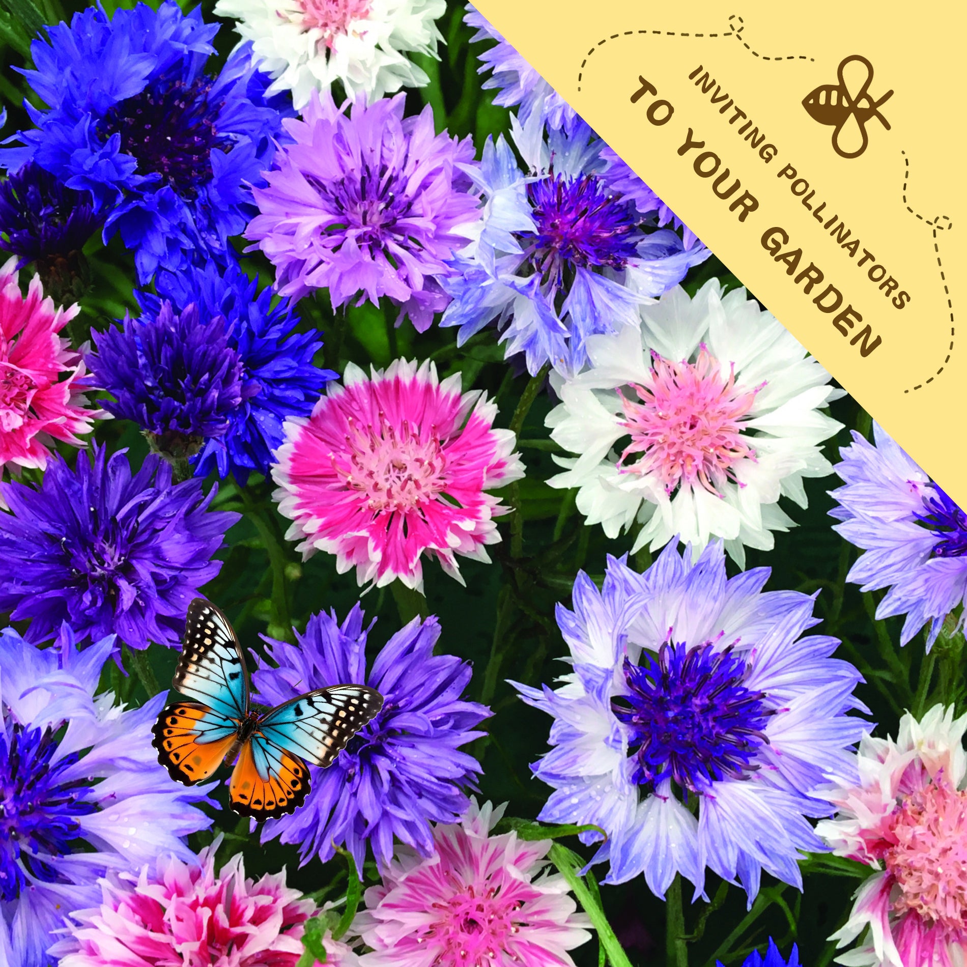 Bachelor's Button Knapweed Cornflower Centaurea Seeds Colorful flowers with a butterfly and a label inviting pollinators to the garden.