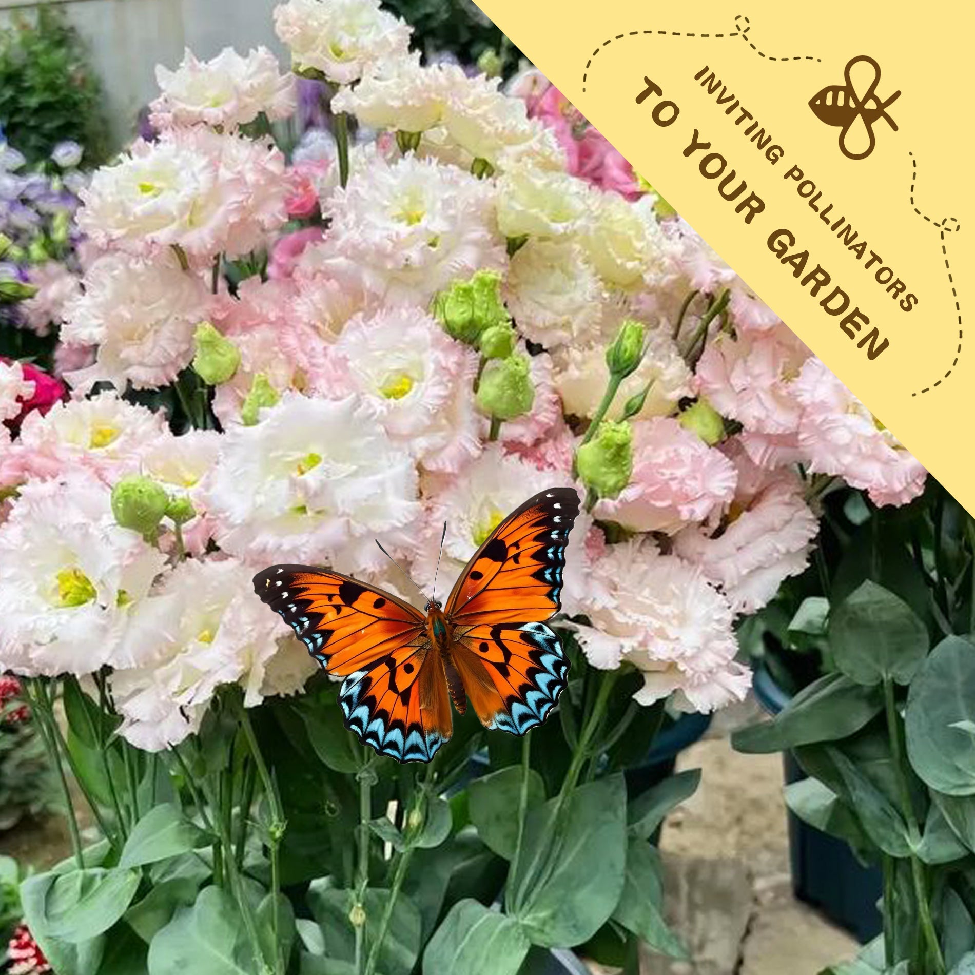 Butterfly on pink flowers with a 'Inviting Pollinators to Your Garden' sign.Double Rose Varieties Lisianthus Seeds