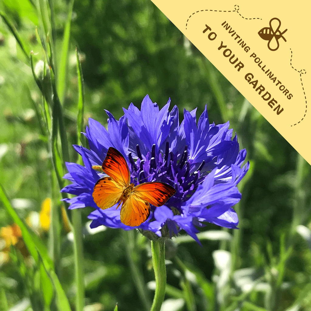 Butterfly on a Bachelor's Button Knapweed Cornflower Centaurea Seeds blue flower with a yellow banner inviting pollinators to the garden.