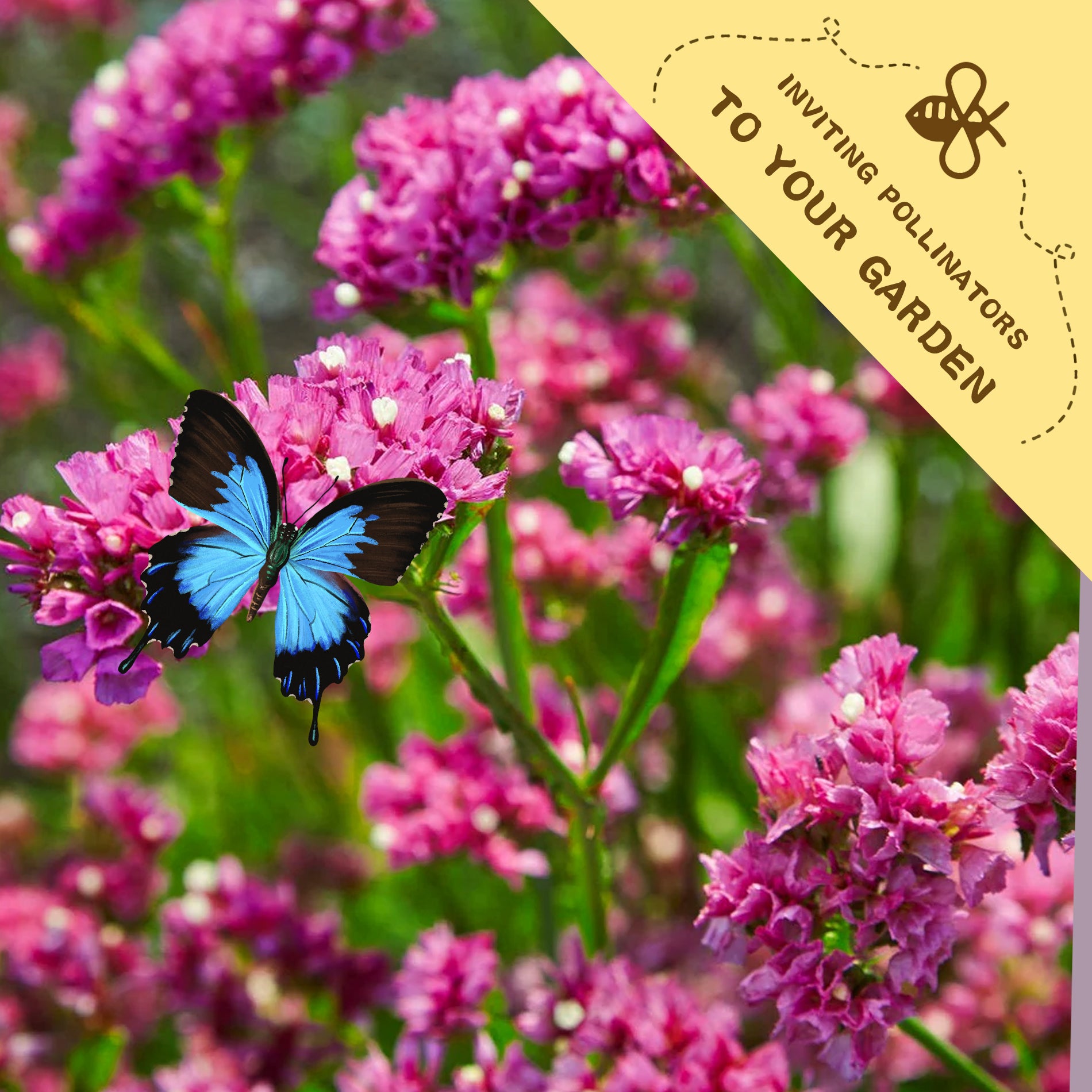 Blue butterfly on Statice Seeds-Sea Lavender Everlasting pink flowers with a yellow banner inviting pollinators to the garden.