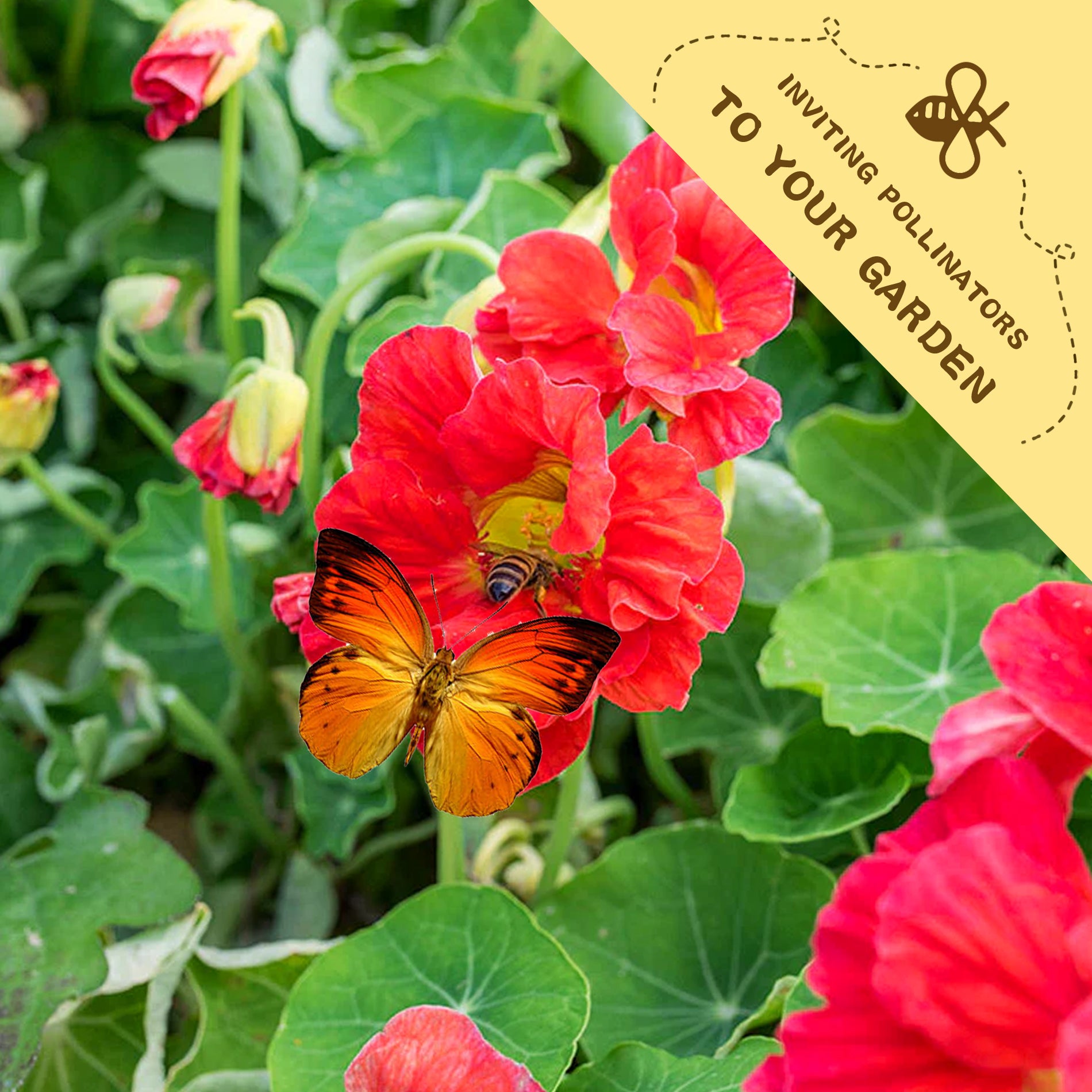 Butterfly on a Indian Cress Nasturtium Seeds Red red flower with a yellow banner inviting pollinators to the garden.