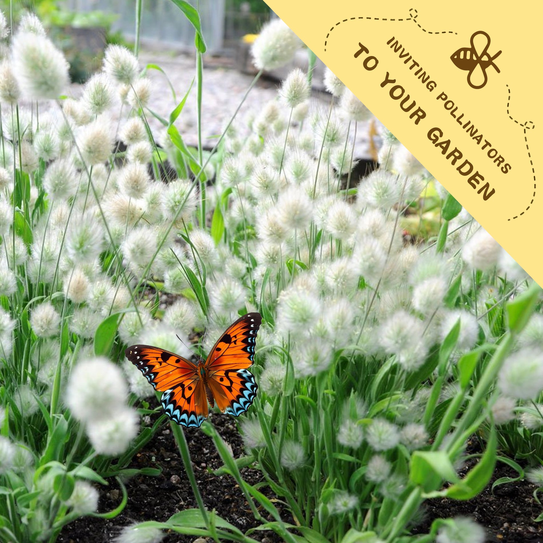 Butterfly on white flowers with a yellow banner inviting pollinators to the garden.Feathertop Ornamental Grass Seeds