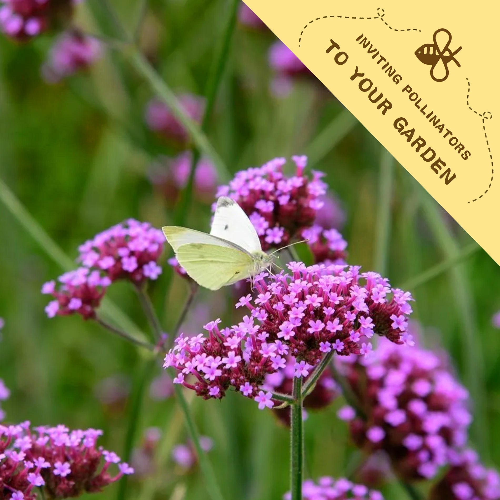 Butterfly on Bonariensis Tall Verbena Seeds flowers with a yellow banner inviting pollinators to the garden.