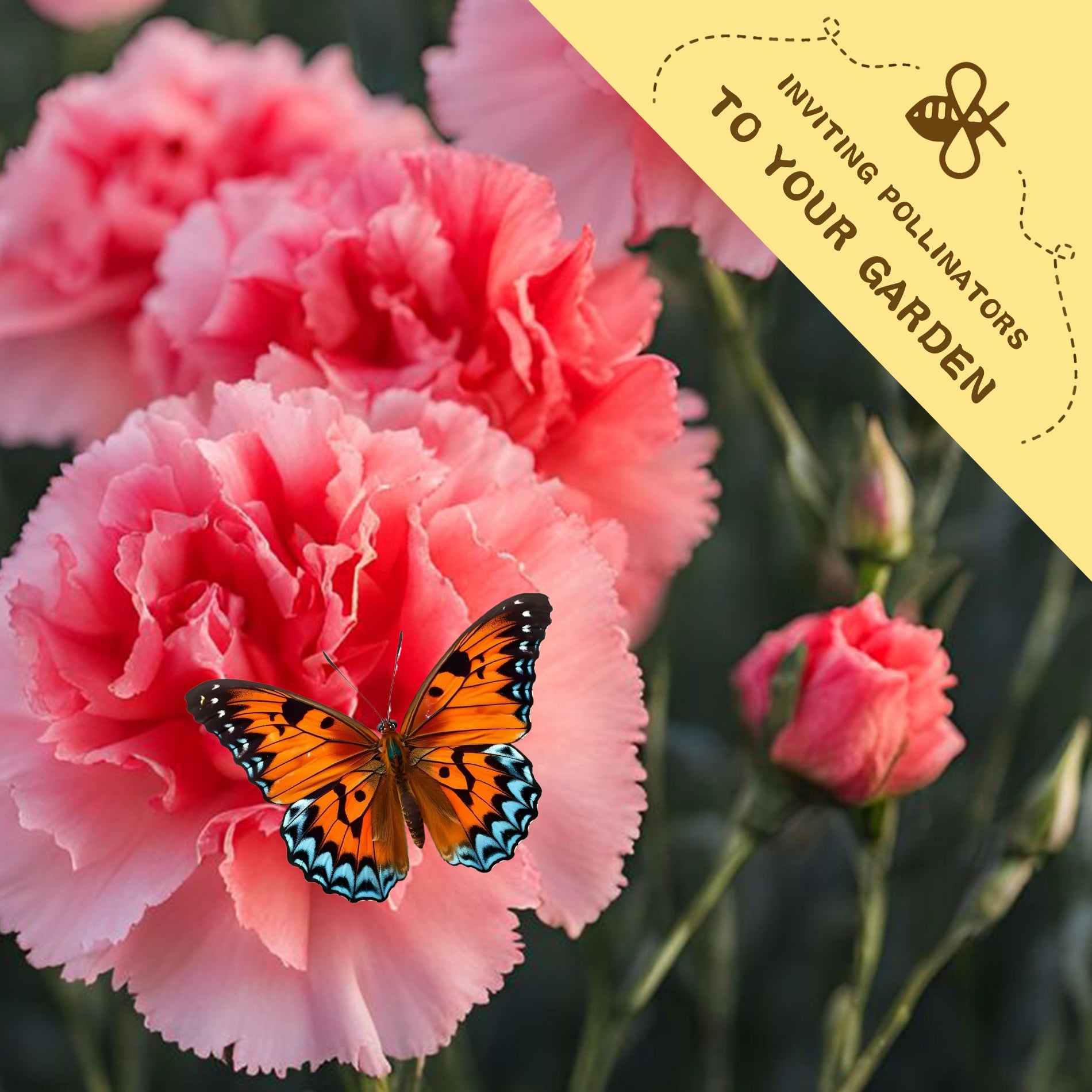 Pink carnation flower with a butterfly on it, accompanied by a yellow label inviting pollinators to the garden.Sweet William Dianthus Seeds
