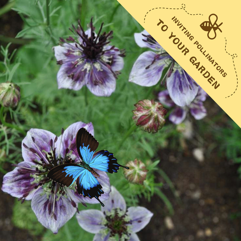 Butterfly on a Love-In-A-Mist Nigella Seeds purple flower with a yellow label inviting pollinators to the garden.
