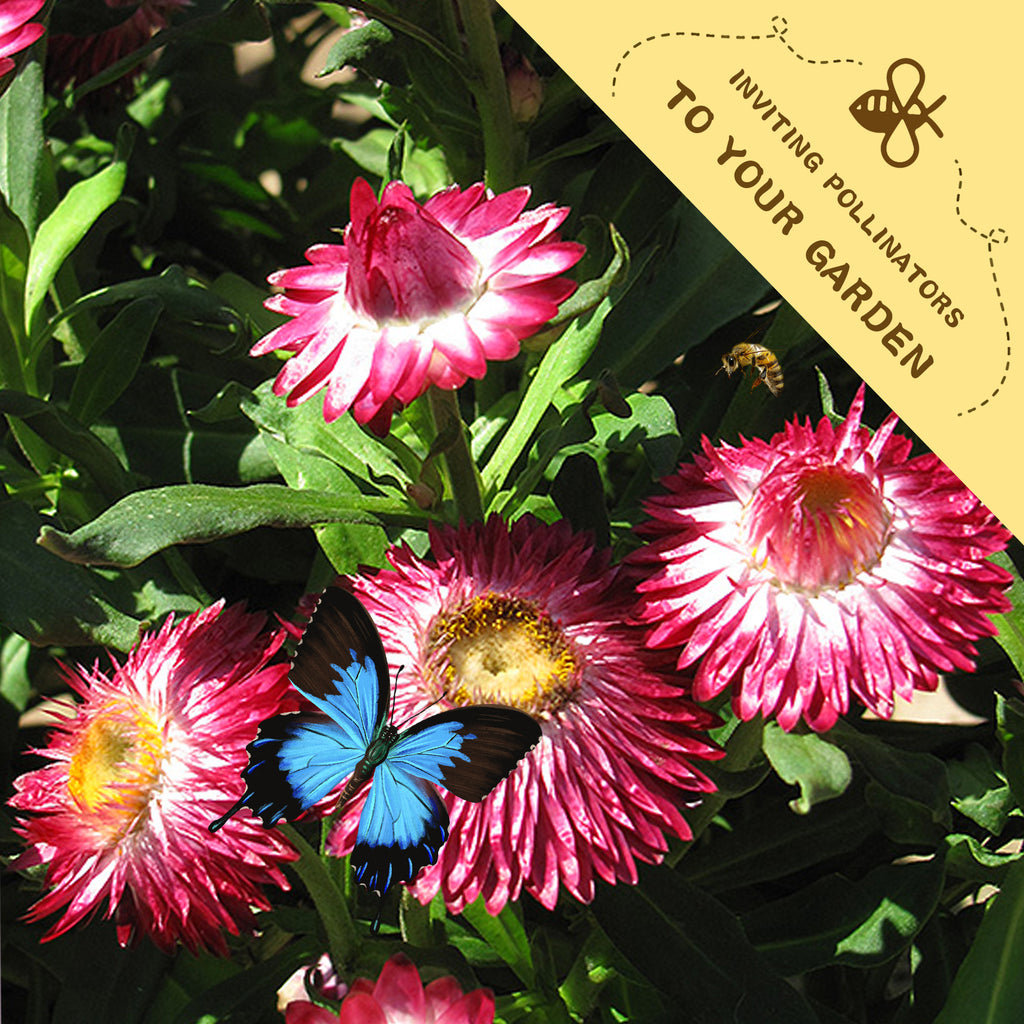 Everlasting Flower Strawflower Seeds Pink flowers with a blue butterfly on a green leafy background, featuring text inviting pollinators to a garden.