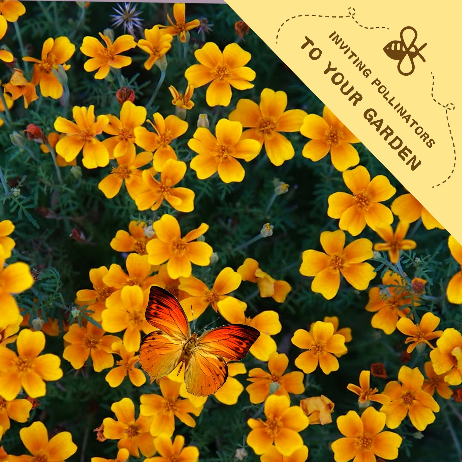 Tangerine Gem Marigold Seed Yellow flowers with a butterfly and a decorative border inviting pollinators to the garden.