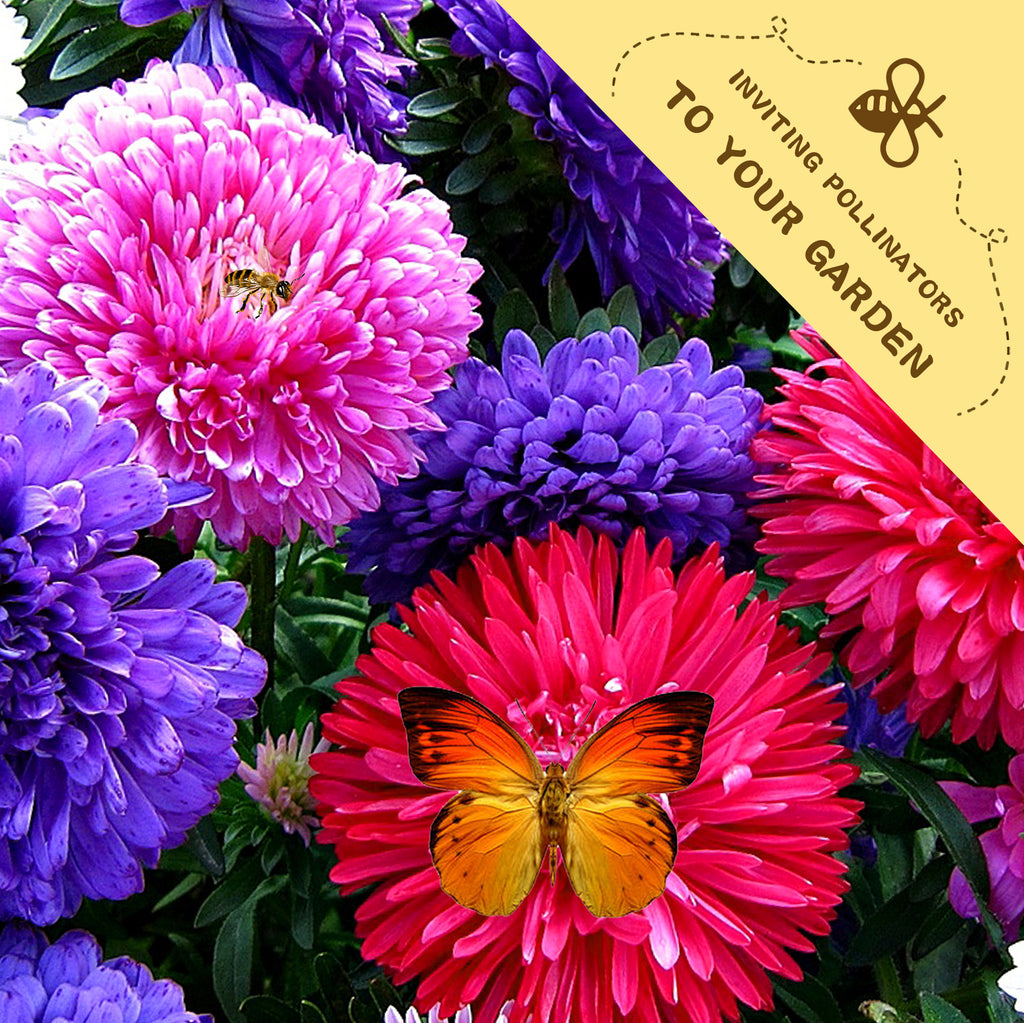 Mix Tall China Aster Seeds Colorful flowers with a butterfly and text inviting pollinators to a garden.