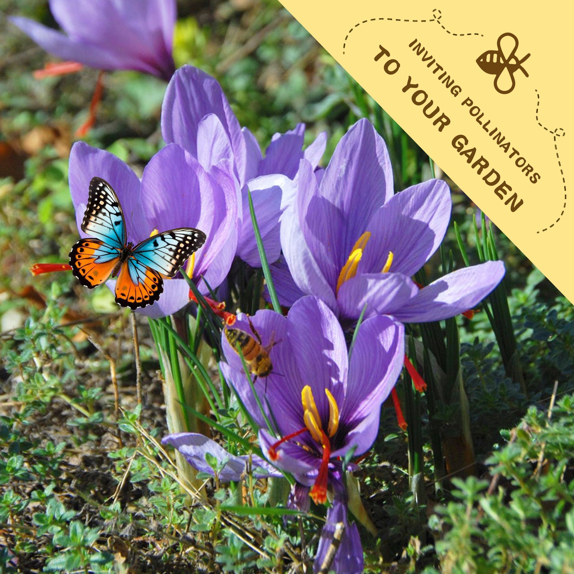 Autumn Saffron Crocus Seeds.Purple crocus flowers with a butterfly and bee, accompanied by a 'Inviting Pollinators to Your Garden' label.