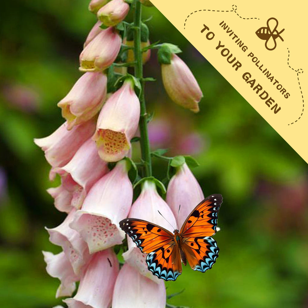 Butterfly on pink flowers with a label inviting pollinators to your garden.Foxglove Spires Digitalis Seeds