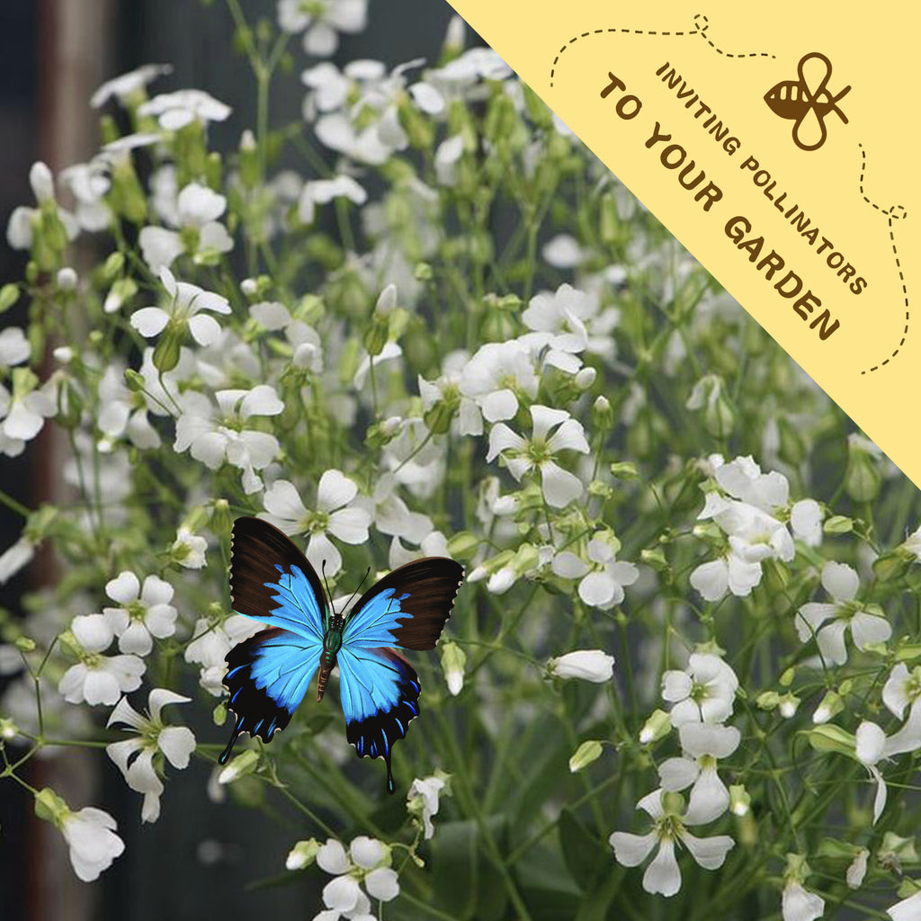 Blue butterfly on Soapwort Bouncing Bet Saponaria Seeds white flowers with a yellow banner inviting pollinators to the garden.