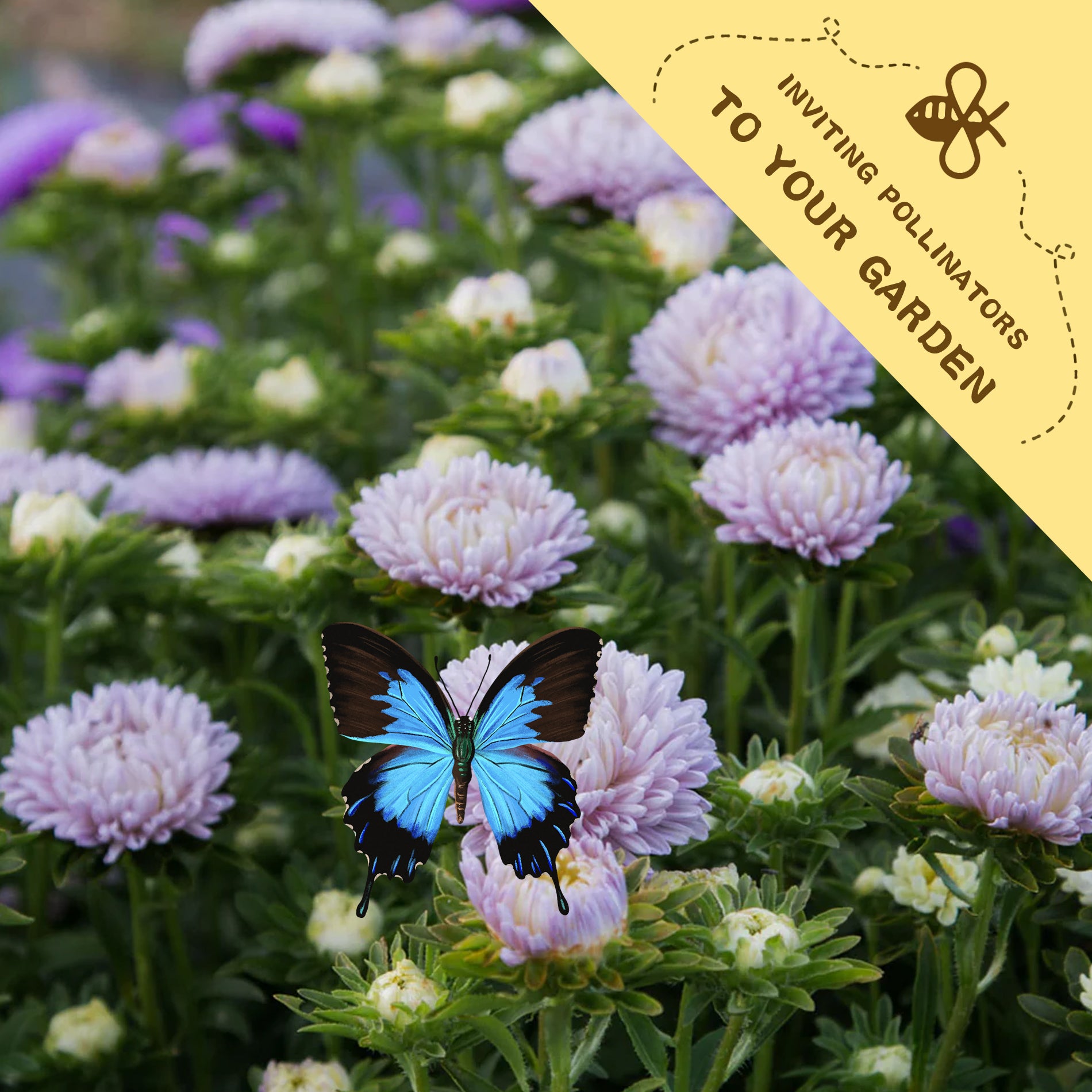 Butterfly on a flower with a 'Inviting Pollinators to Your Garden' label in the corner.China Aster Seeds Cut Flower 