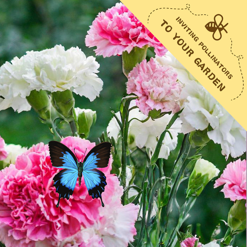 Sweet William Dianthus Seeds Pink and white flowers with a blue butterfly on a green background, featuring text inviting pollinators to the garden.
