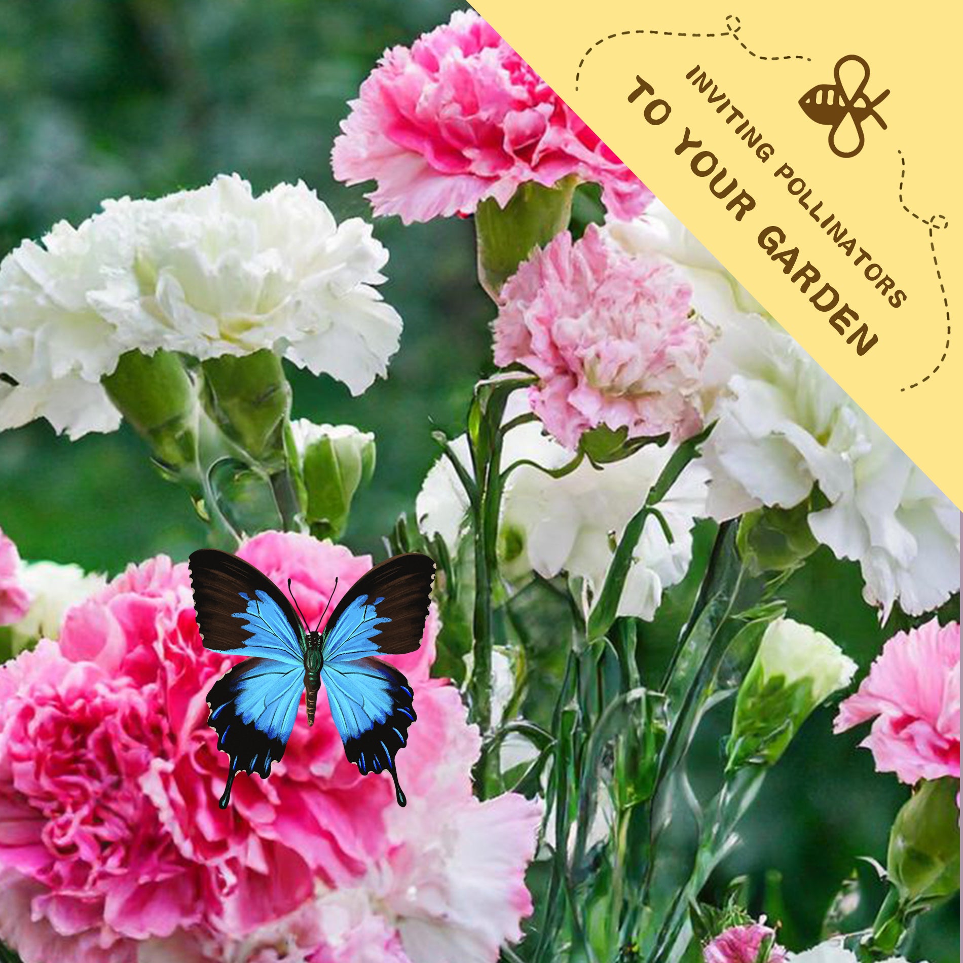 Sweet William Dianthus Seeds Pink and white flowers with a blue butterfly on a green background, featuring text inviting pollinators to the garden.
