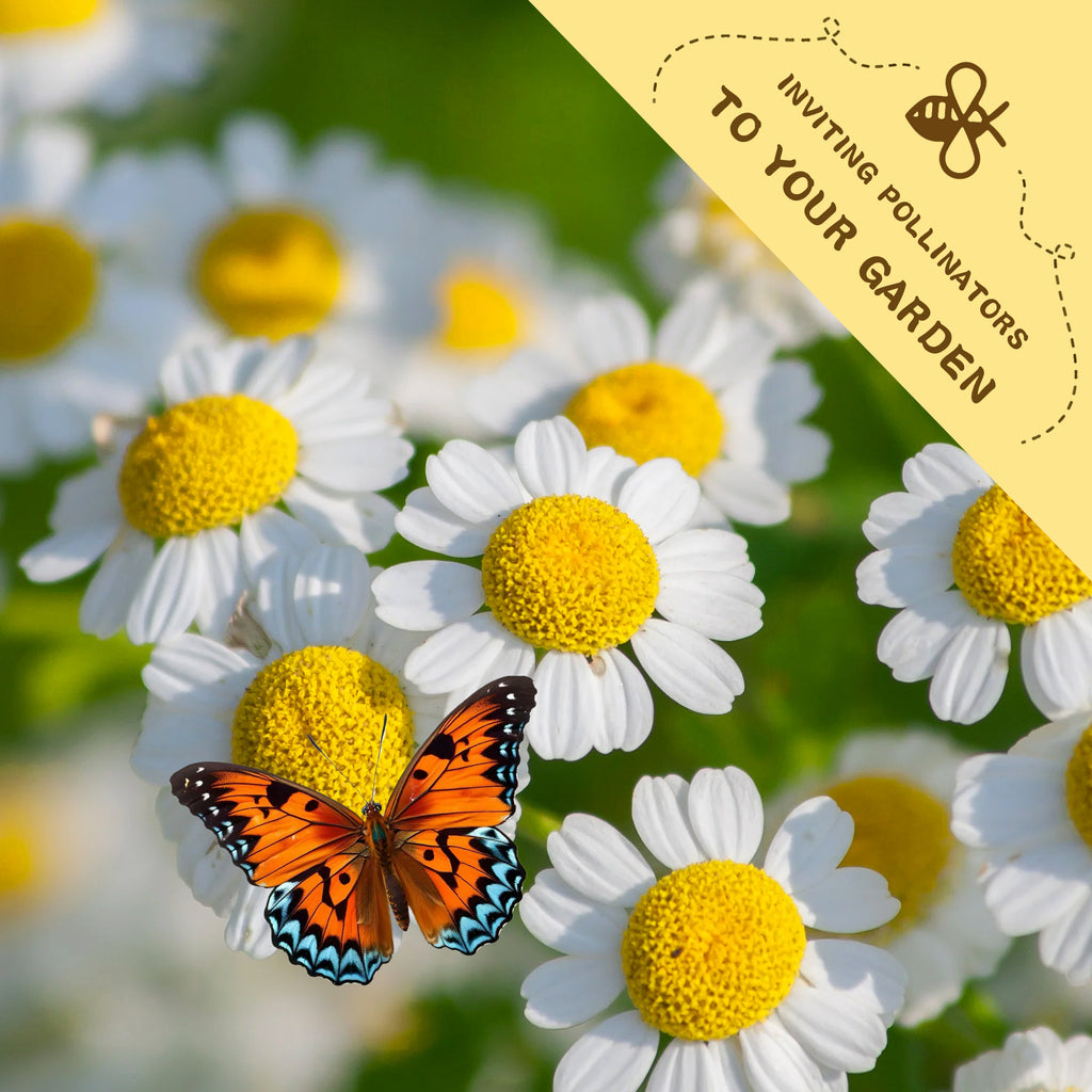 Butterfly on a Feverfew Golden Chamomile Matricaria Seeds white flower with yellow center, surrounded by similar flowers, and a yellow banner inviting pollinators to the garden.