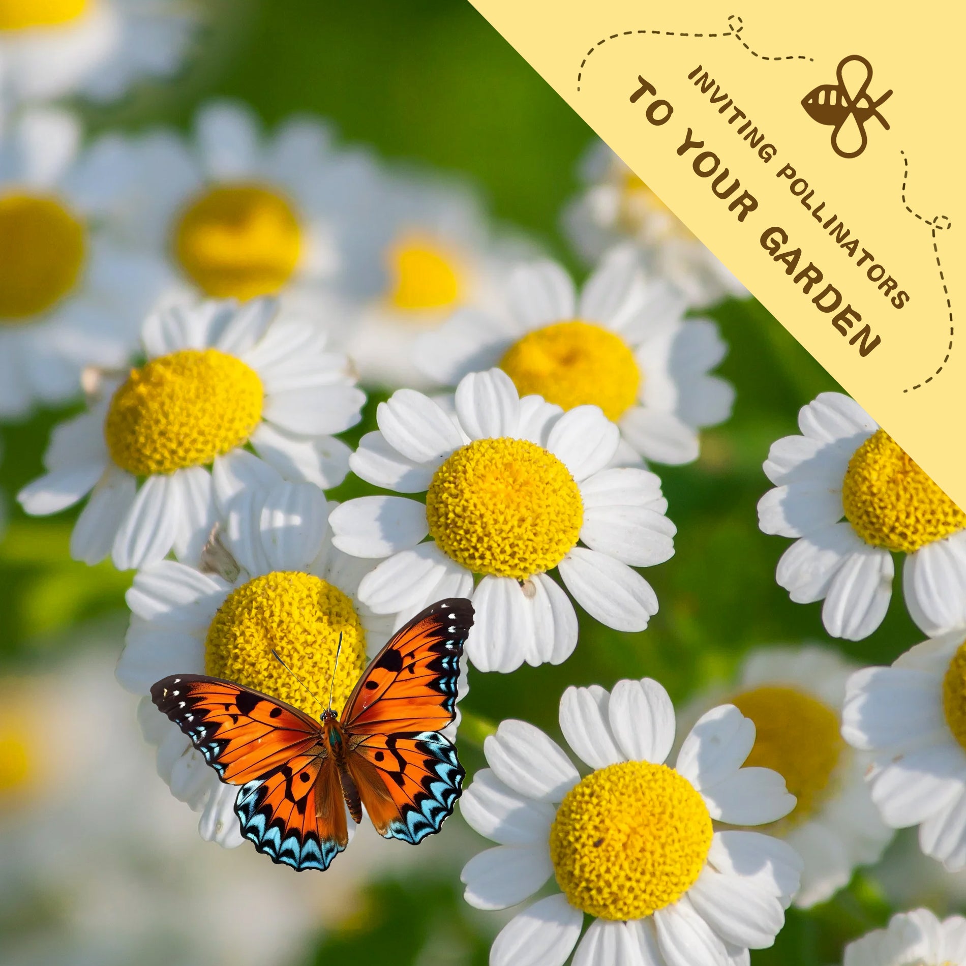 Butterfly on a Feverfew Golden Chamomile Matricaria Seeds white flower with yellow center, surrounded by similar flowers, and a yellow banner inviting pollinators to the garden.