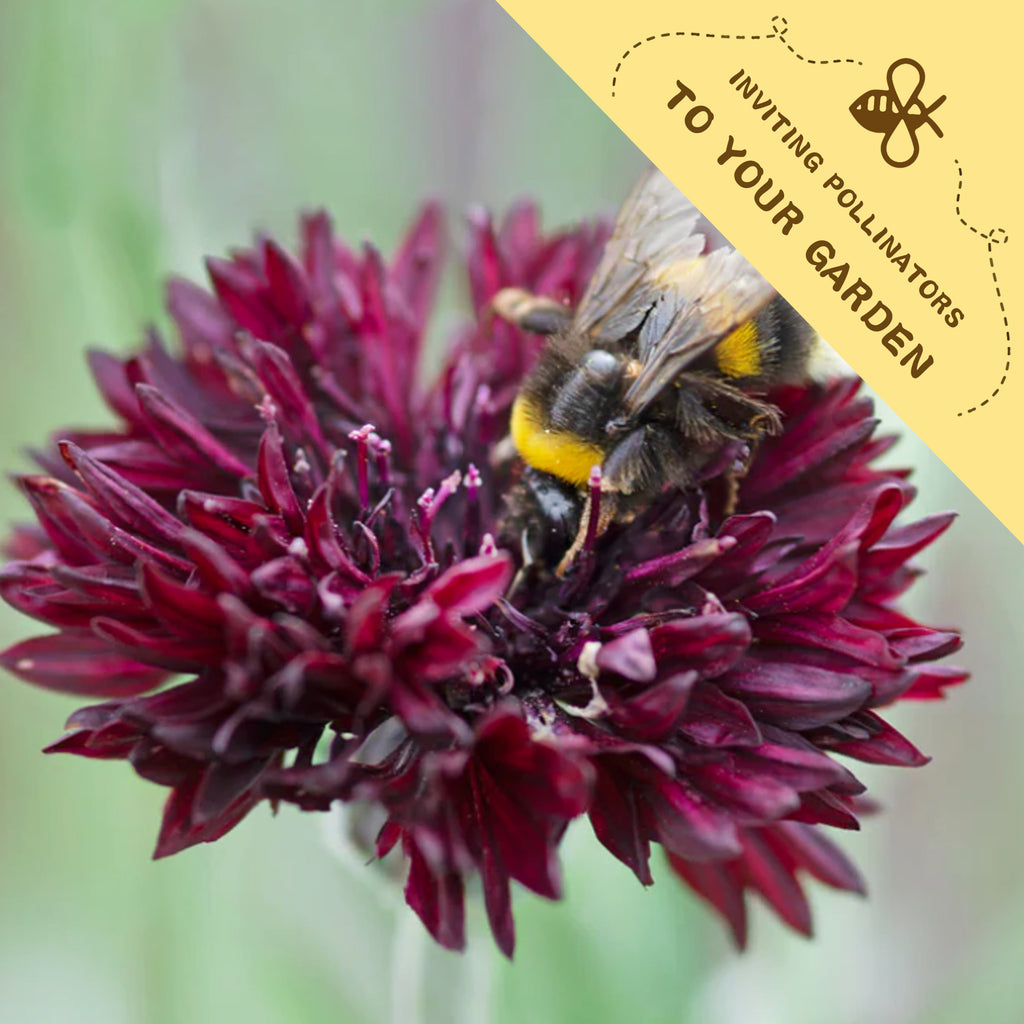 Bee on a Bachelor's Button Knapweed Cornflower Centaurea Seeds purple flower with a yellow label inviting pollinators to your garden.