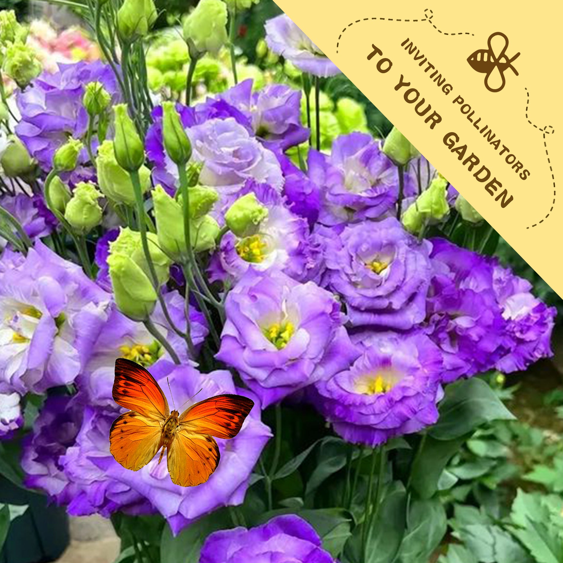 Bouquet of purple flowers with a butterfly and a yellow label inviting pollinators to a garden.Double Rose Varieties Lisianthus Seeds