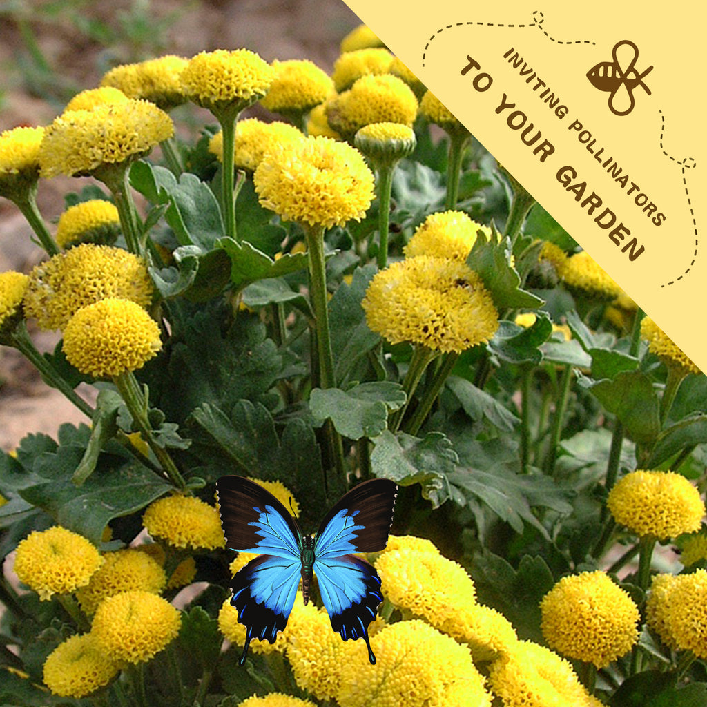 Feverfew Golden Chamomile Matricaria Seeds Yellow flowers with a blue butterfly and a yellow banner inviting pollinators to the garden.